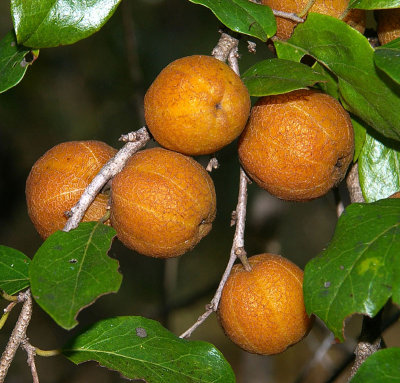 Quinine Tree (Petalostigma pubescens)