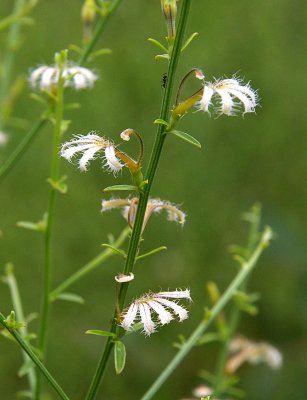 a fan-flower (Scaevola sp)