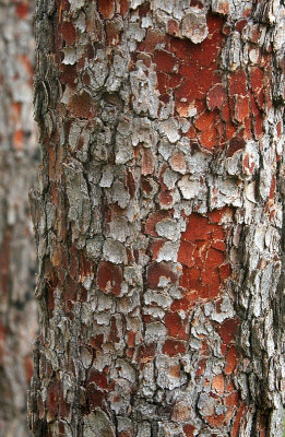Red Bloodwood (Corymbia erythrophloia)