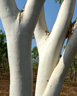 Whitebark (Eucalyptus apodophylla)