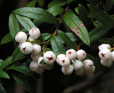 Snowberry (Gaultheria hispida)