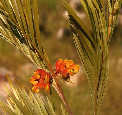 Silver Grevillea (Grevillea refracta)