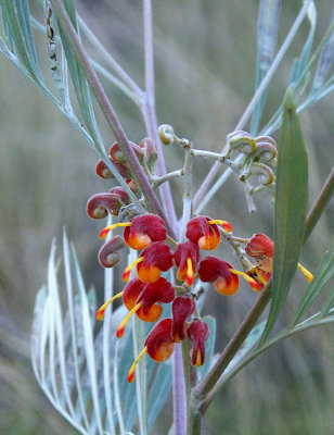 Silver Grevillea (Grevillea refracta)