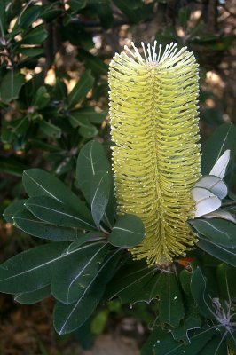 Coast Banksia (Banksia integrifolia)