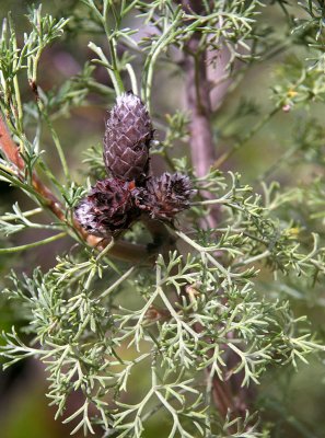 Conesticks (Petrophile canescens)