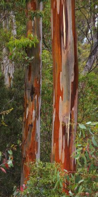 Mountain Gum (Eucalyptus dalrympleana)