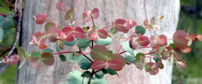 Mountain Gum (Eucalyptus dalrympleana)