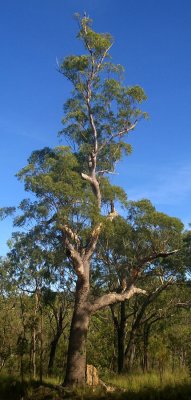 Gympie Messmate (Eucalyptus cloeziana)