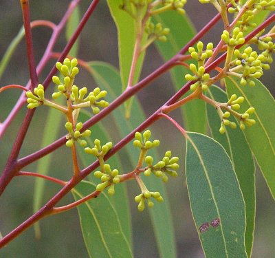 Gympie Messmate (Eucalyptus cloeziana)