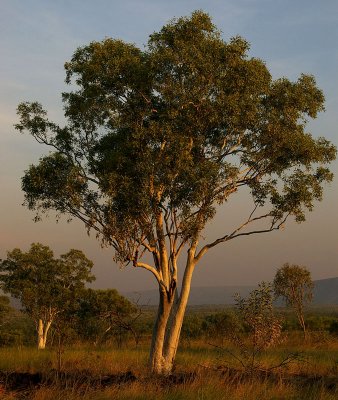 Snappy Gum (Eucalyptus brevifolia)