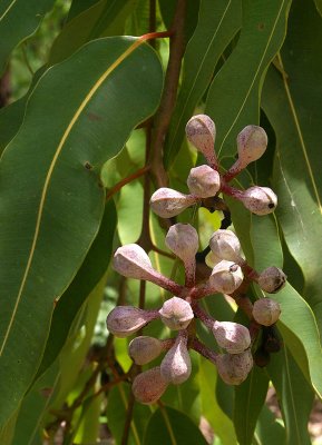 Spring Bloodwood (Corymbia ptychocarpa)