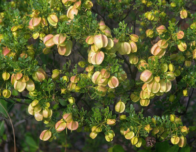 a hopbush (Dodonaea physocarpa)
