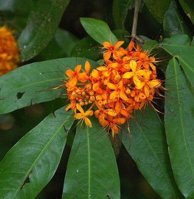 Ashoka (Saraca indica) Thailand