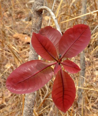 Billygoat Plum (Terminalia ferdinandiana)