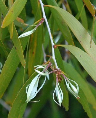 Weeping Paperbark (Melaleuca leucadendra)