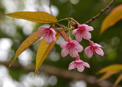 Himalayan Wild Cherry (Prunus cerasoides) northern Thailand