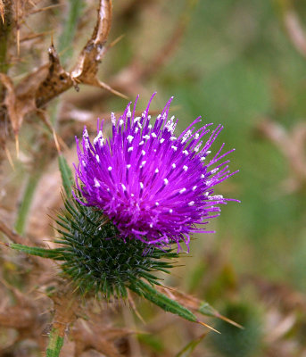 Spear Thistle (Cirsium vulgare) feral New Zealand