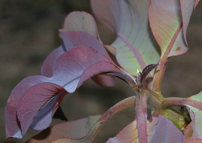 Billygoat Plum (Terminalia ferdinandiana)