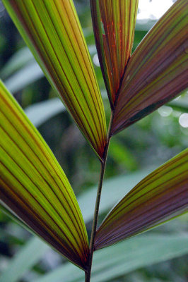 palm frond Costa Rica
