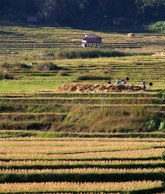 villagers working the ricefields