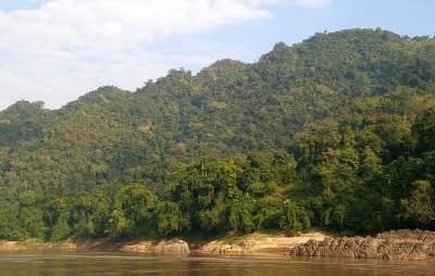 Mekong forest landscape