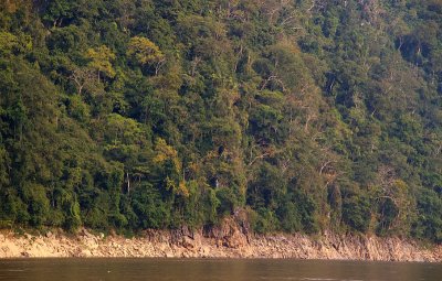 Mekong forest