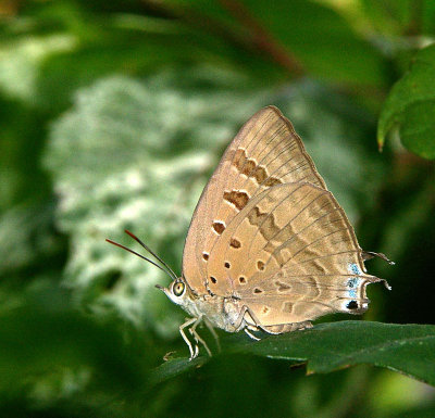 Purple Oak-blue female