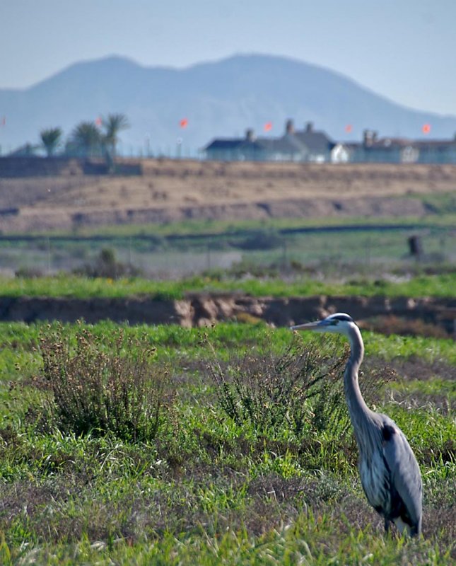 Great Blue Heron