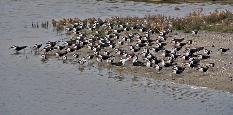 Black Skimmers gone wild