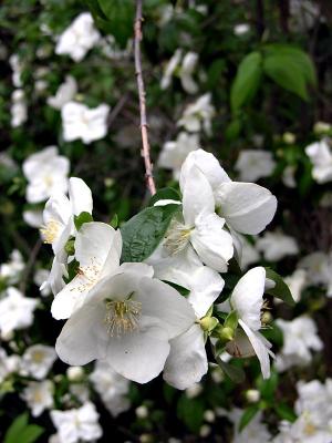 Mock Orange