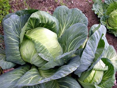 Huge Cabbage