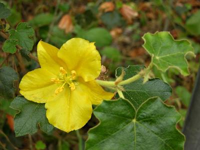 Flower of the Flannel Bush