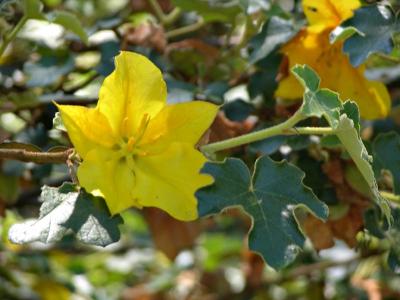 Flower of the Flannel Bush