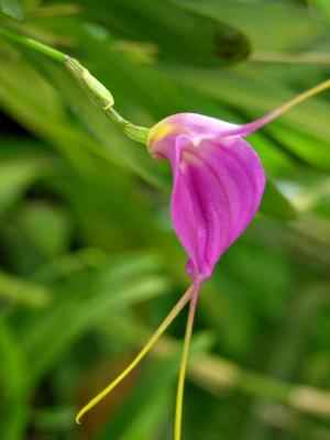Rare tropical orchid
