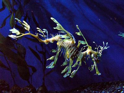 Leafy Sea Dragon