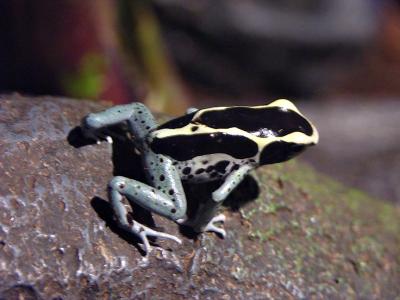 Poison Dart Frog (tiny)