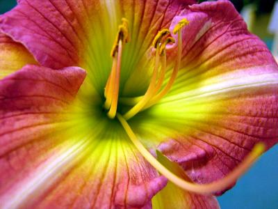 Day Lily