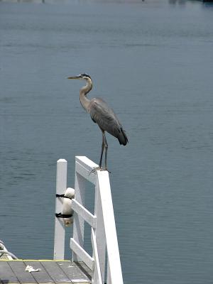 Blue Heron, Oceanside Marina