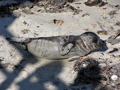 Young baby seal at La Jolla