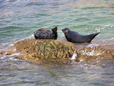 Seals at La Jolla
