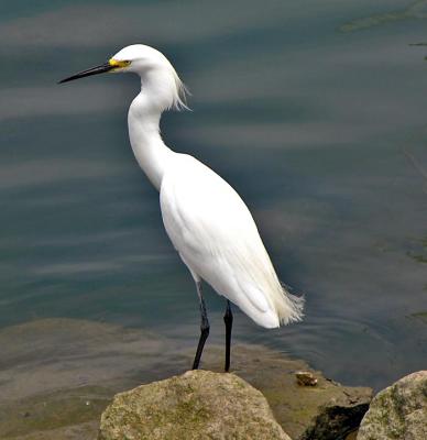 Egret at Oceanside Marina