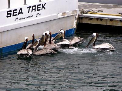 Pelicans looking for dinner at Oceanside Marina