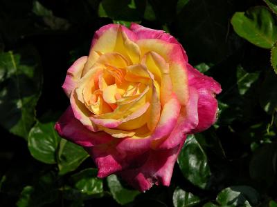 Rose, Rose Gardens