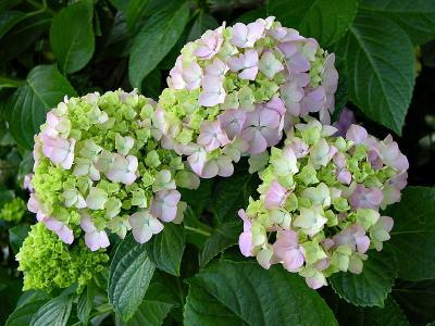 Hydrangeas, Rose Gardens