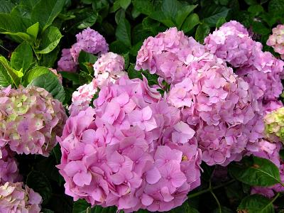 Hydrangeas, Rose Gardens