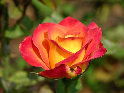 Rose, Rose Gardens