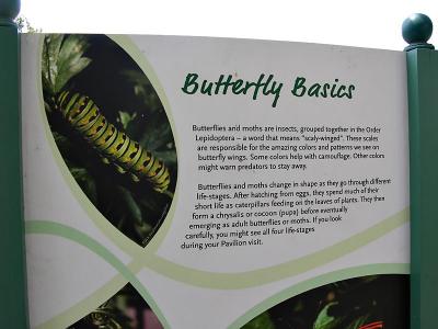 Live Butterfly exhibit (outside the Museum)