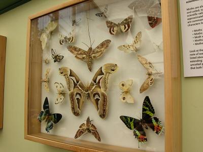 Butterfly exhibit (outside the Museum)