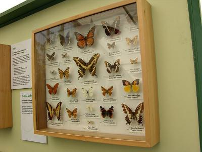 Butterfly exhibit (outside the Museum)