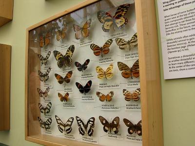 Butterfly exhibit (outside the Museum)